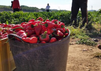 La D.O.P. “Pimiento del Piquillo de Lodosa” cierra la campaña en torno a dos millones de kilos de producto certificado